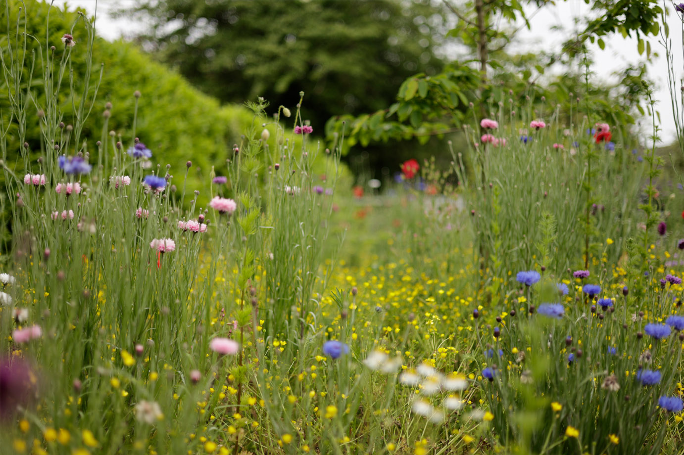Image of a meadow